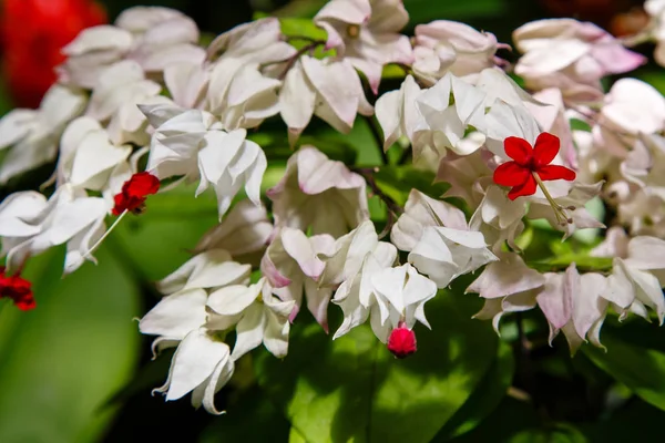 Clerodendrum Thomsoniae Flores Flores Bagflower Vista Cerca — Foto de Stock