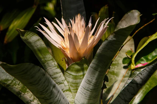 Bela Flor Bromelia Closeup Planta Florescente — Fotografia de Stock