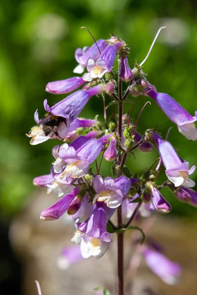 Bee Samlar Nektar Blommor Penstemon Hirsutus Blommor Honung Växter Trädgården — Stockfoto