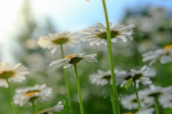 White flowers of daisy against the sky. Chamomile field view from below.