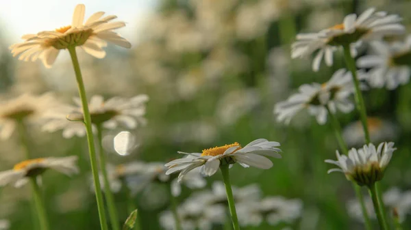 White flowers of daisy against the sky. Chamomile field view from below.