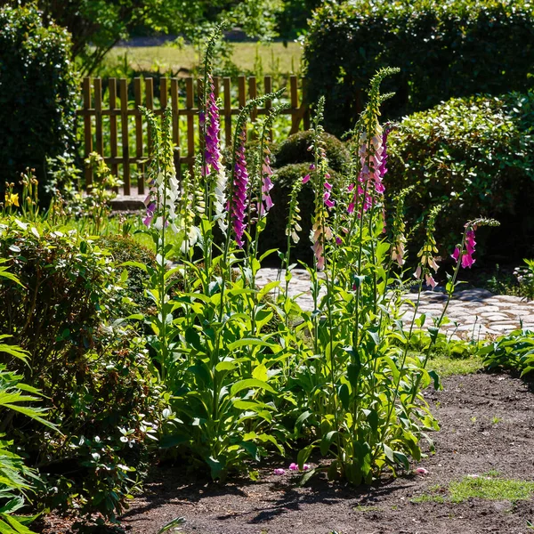 Liščí Rukavice Kvetou Letní Zahradě Květ Barevné Digitalis Slunečný Den — Stock fotografie