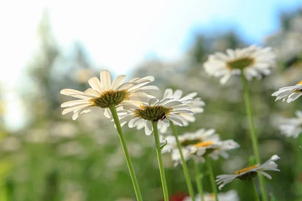 Flores Blancas Margarita Contra Cielo Campo Manzanilla Vista Desde Abajo —  Fotos de Stock