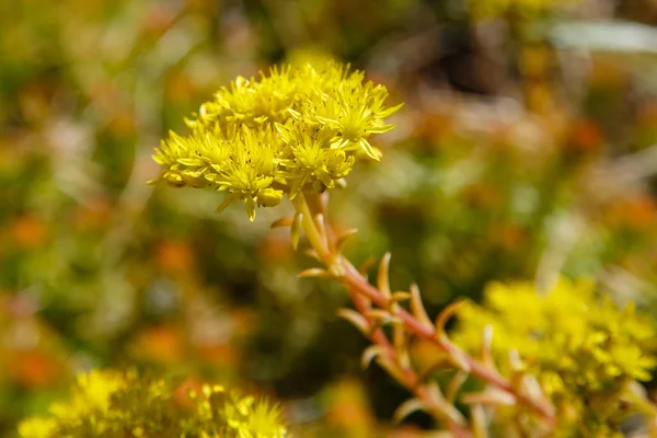 Vue Rapprochée Fleurs Persistantes Sedum Fleurs Jaunes — Photo