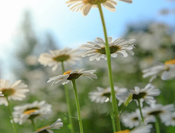 Białe Kwiaty Stokrotki Niebie Pole Rumianku Widok Dołu — Zdjęcie stockowe