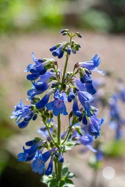 Elegância Penstemon Flores Azuis Fundo Natureza — Fotografia de Stock