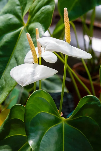 Anthurium Flores Flamenco Están Floreciendo Jardín — Foto de Stock