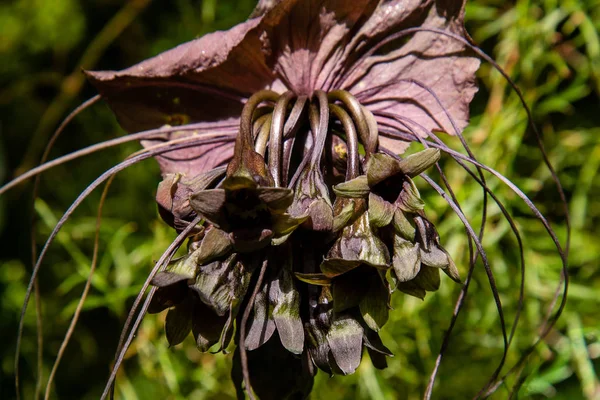 Tacca chantrieri, the black bat flower closeup view