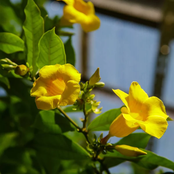 Allamanda Katarcaları Bahçede Açan Sarı Çiçekler — Stok fotoğraf