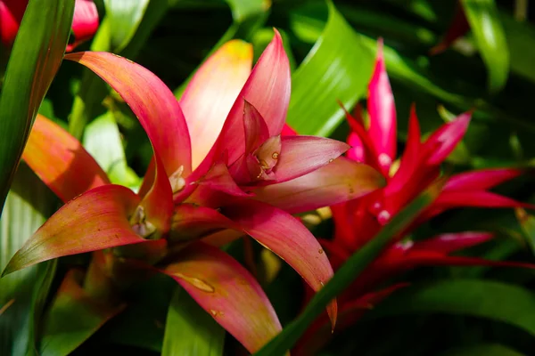 Όμορφο Λουλούδι Της Bromelia Closeup Του Ανθισμένου Φυτού — Φωτογραφία Αρχείου