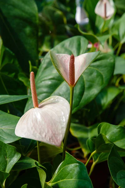 Anthurium Fleurs Flamant Rose Fleurissent Dans Jardin — Photo