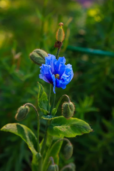 Синий Цветок Meconopsis Гибридный Многолетний Мак Голубые Цветы Мака Весеннем — стоковое фото