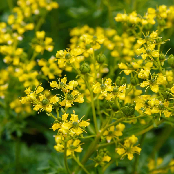 Κίτρινα Λουλούδια Του Ruta Graveolens Στον Καλοκαιρινό Κήπο — Φωτογραφία Αρχείου