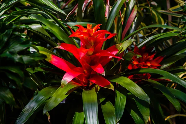 Schöne Blume Von Bromelia Nahaufnahme Der Blühenden Pflanze — Stockfoto