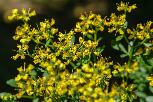 Flores Amarelas Ruta Graveolens Jardim Verão — Fotografia de Stock