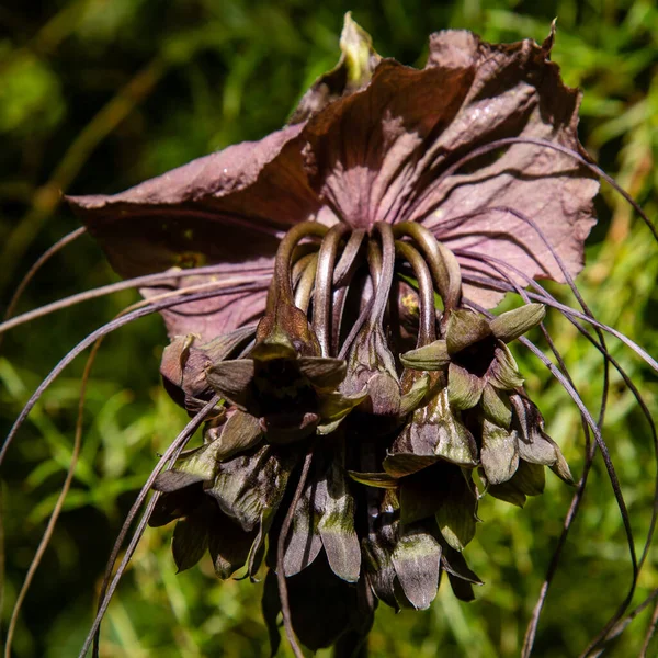 Tacca Chantrieri Flor Murciélago Negro Vista Cerca — Foto de Stock