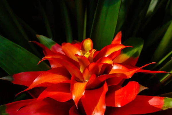 Belle Fleur Bromelia Gros Plan Plante Fleurs — Photo