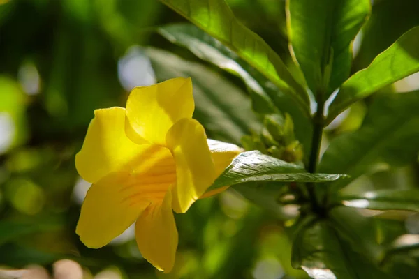 Allamanda Katarcaları Bahçede Açan Sarı Çiçekler — Stok fotoğraf