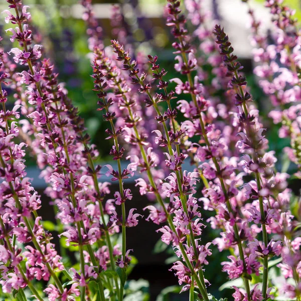 Hermosas Flores Salvia Púrpura Floreciendo Jardín Con Fondo Borroso — Foto de Stock