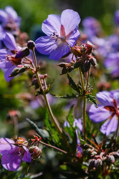 Purple Flowers Geranium Pratense Sort Hocus Pocus Summer Garden — Stok Foto