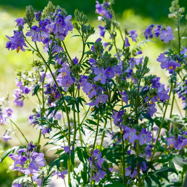 Lebah Mengumpulkan Nektar Pada Bunga Biru Polemonium — Stok Foto