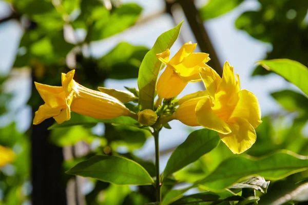 Allamanda Cathartica Yellow Flowers Blooming Garden — Stock Photo, Image