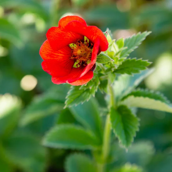 Scharlachrote Cinquefoil Monarchs Samtblüten Sommergarten Heilpflanzen Garten — Stockfoto