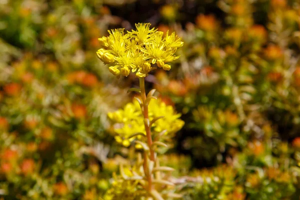 Vue Rapprochée Fleurs Persistantes Sedum Fleurs Jaunes — Photo