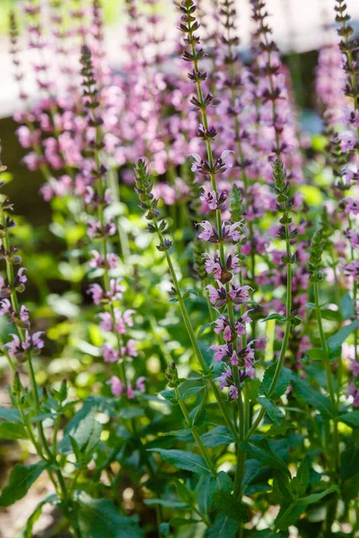 美丽的紫罗兰花盛开在背景模糊的花园里 — 图库照片