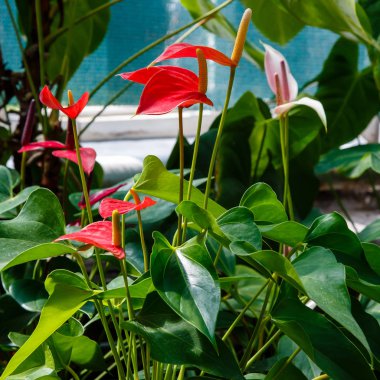 Bahçede Anthurium ya da flamingo çiçekleri açıyor