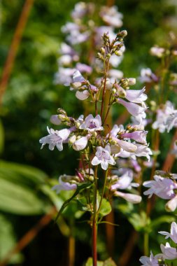 Penstemon Digitalis çiçekleri yaz bahçesinde kırmızı renkte.