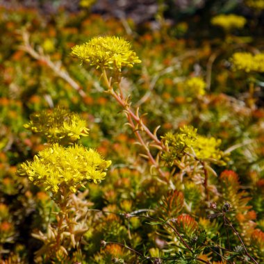 Çiçek açan yeşil Sedum sarı çiçeklerinin yakın plan görüntüsü
