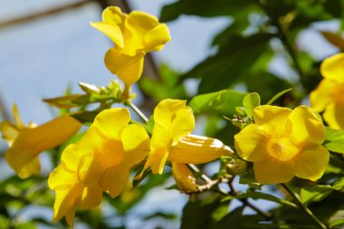 Allamanda katarcaları Bahçede açan sarı çiçekler