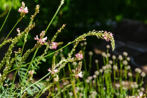 Onobrychis Arenaria Einem Sonnigen Tag Garten Eine Biene Sammelt Nektar — Stockfoto