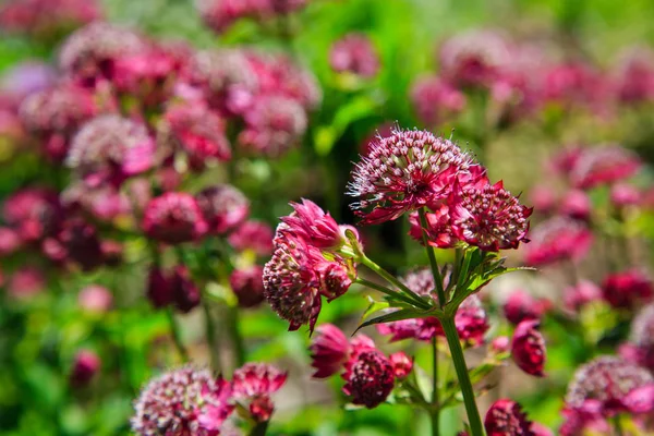阿斯特兰蒂亚主要的拉尔斯在夏季花园 伟大的精品红花与绿色 — 图库照片
