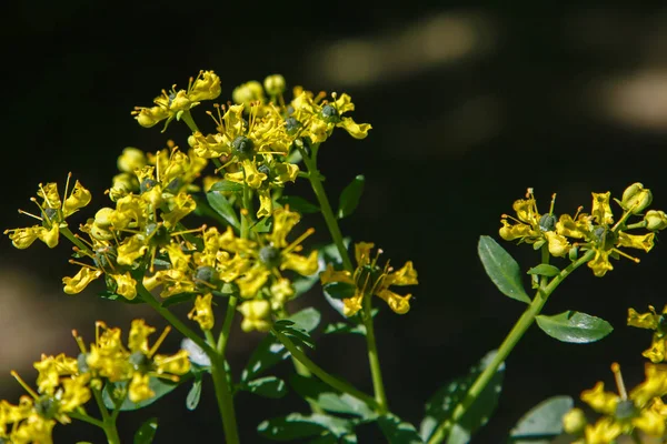 Flores Amarelas Ruta Graveolens Jardim Verão — Fotografia de Stock