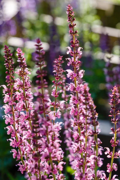 Krásná Fialová Salvia Květiny Kvetoucí Zahradě Rozmazaným Pozadím — Stock fotografie