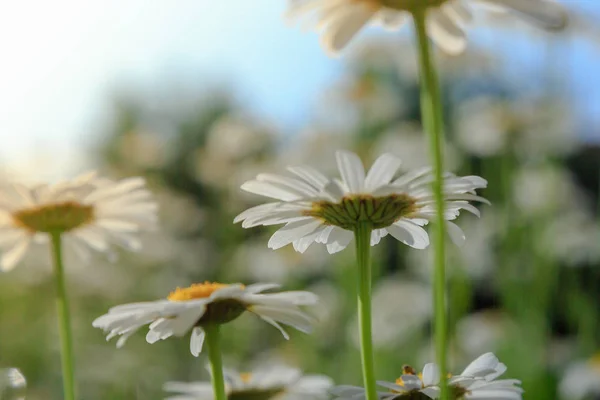 White flowers of daisy against the sky. Chamomile field view from below.