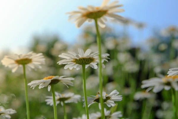 Flores Blancas Margarita Contra Cielo Campo Manzanilla Vista Desde Abajo — Foto de Stock