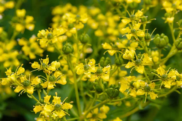 Flores Amarillas Ruta Graveolens Jardín Verano —  Fotos de Stock