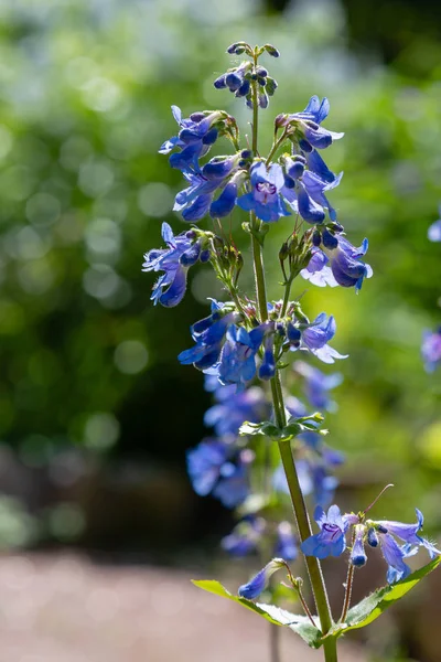 Elegans Penstemon Blå Blommor Naturen Bakgrund — Stockfoto