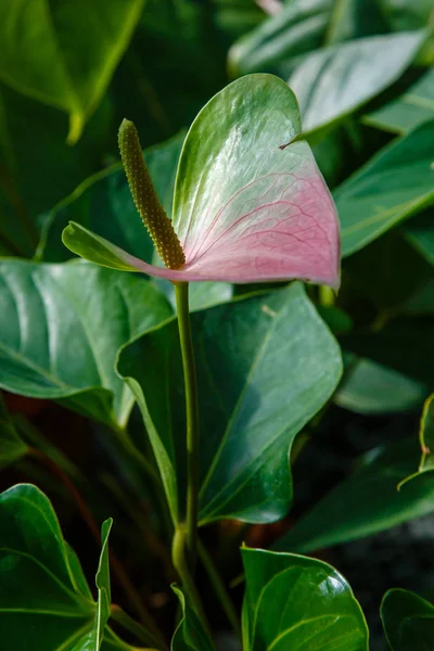 Ανθούριο Φλαμίνγκο Λουλούδια Ανθίζουν Στον Κήπο Φόντο Της Φύσης — Φωτογραφία Αρχείου