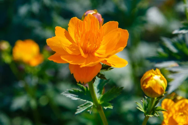 Gelbe Blüten Trollius Chinensis Bunge Blüht Sommergarten — Stockfoto