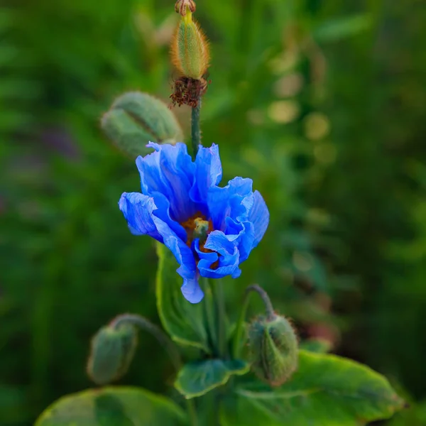 Flor Azul Meconopsis Una Amapola Perenne Híbrida Flores Amapola Azul —  Fotos de Stock