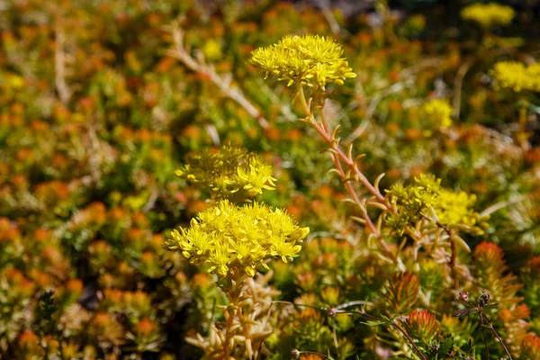 Vue Rapprochée Fleurs Persistantes Sedum Fleurs Jaunes — Photo