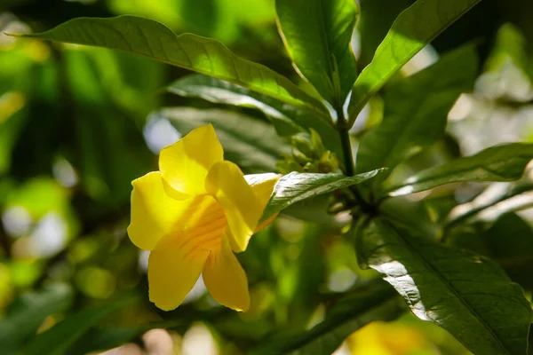 Allamanda Cathartica Yellow Flowers Blooming Garden — Stock Photo, Image