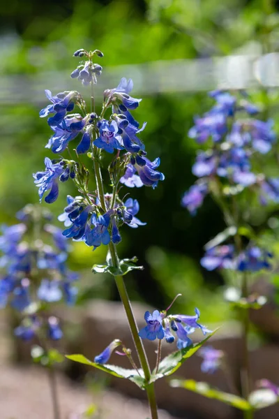 Elegancia Penstemon Flores Azules Sobre Fondo Naturaleza — Foto de Stock