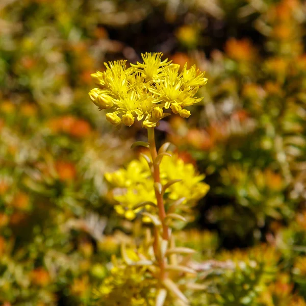 Vue Rapprochée Fleurs Persistantes Sedum Fleurs Jaunes — Photo