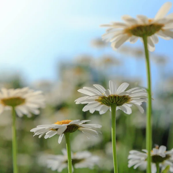 White flowers of daisy against the sky. Chamomile field view from below.