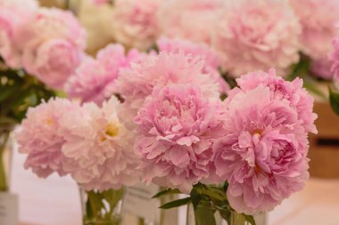 Çiçek açan narin pembe şakayık çiçekleri şenlikli arka plan, pastel ve yumuşak buket çiçekli kart, seçici odak, tonlu